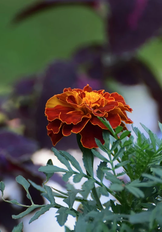 the orange and yellow flower in front of many plants