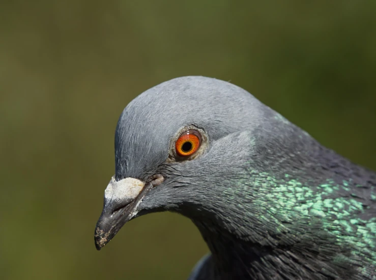 a close up of the front part of a pigeon