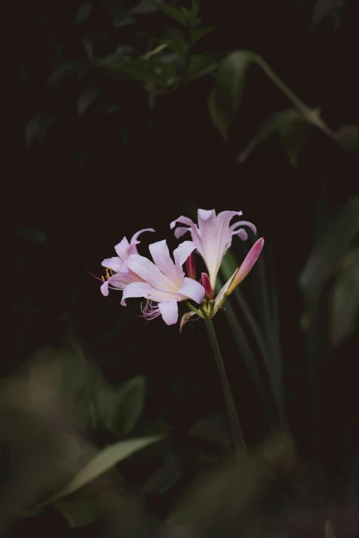 the flowers are blooming in the dark garden