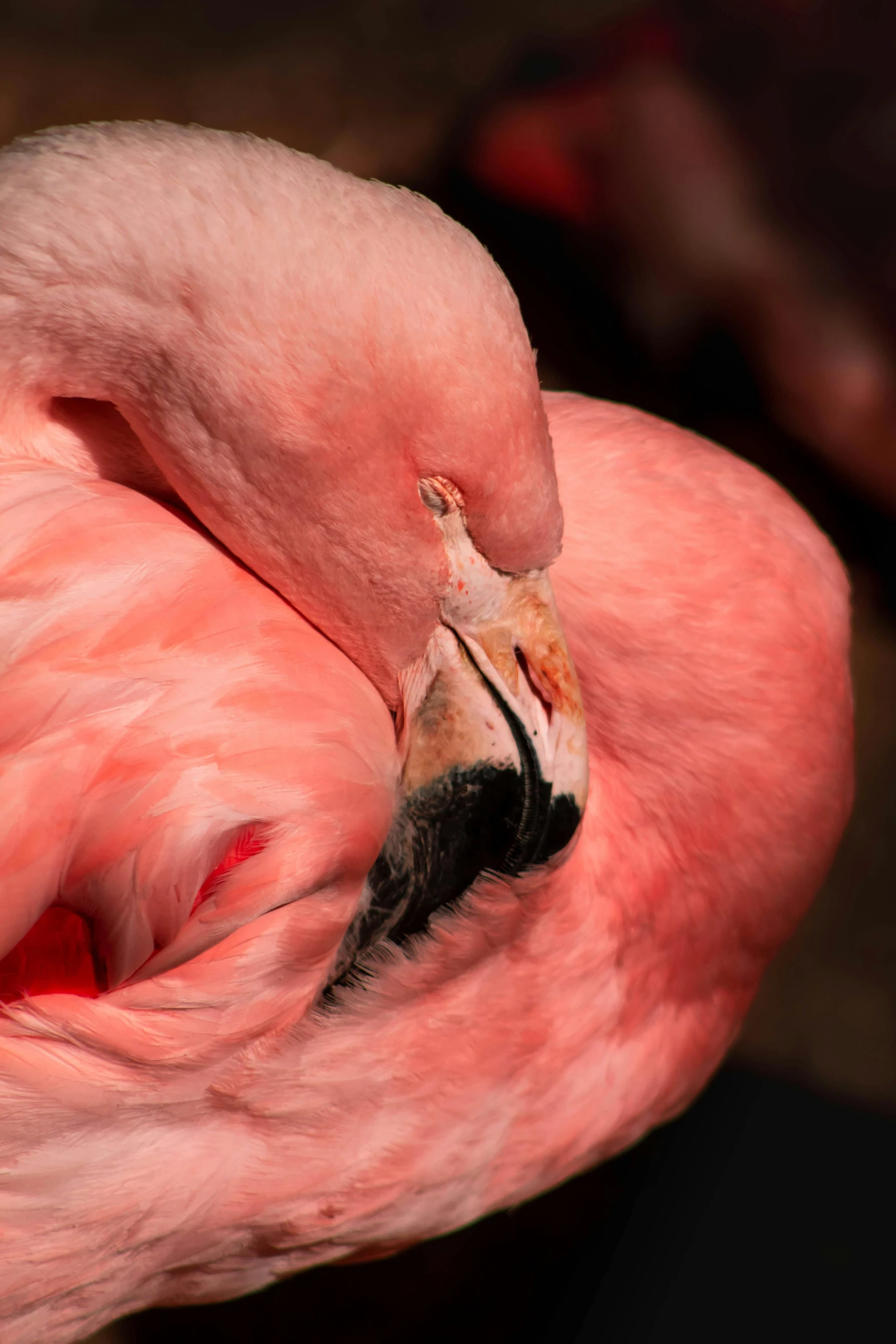 a pink flamingo with it's head in its beak