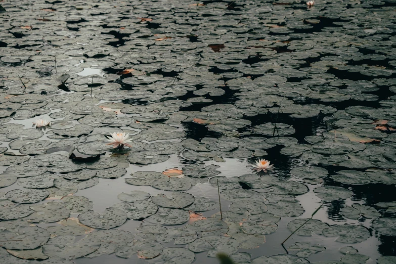 a close up image of lily pads with droplets