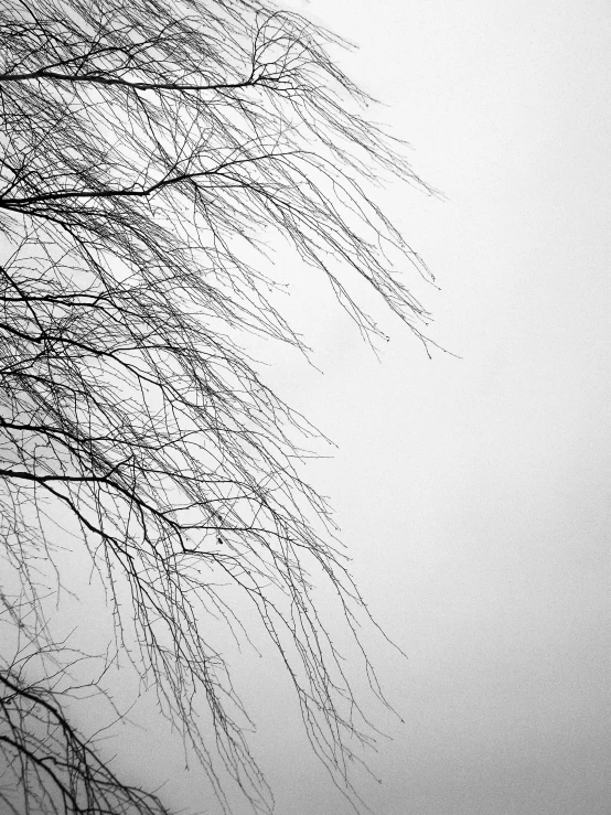 an airplane flying over a forest covered in fog