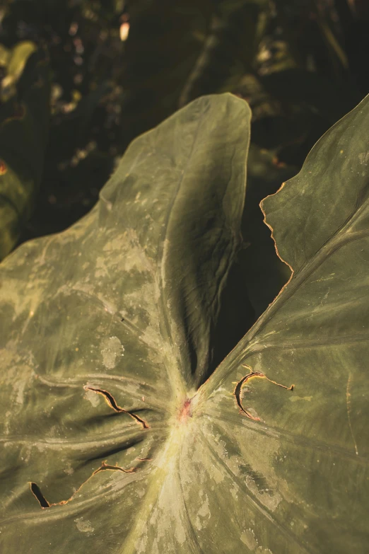 the plant's large leaves have brown spots