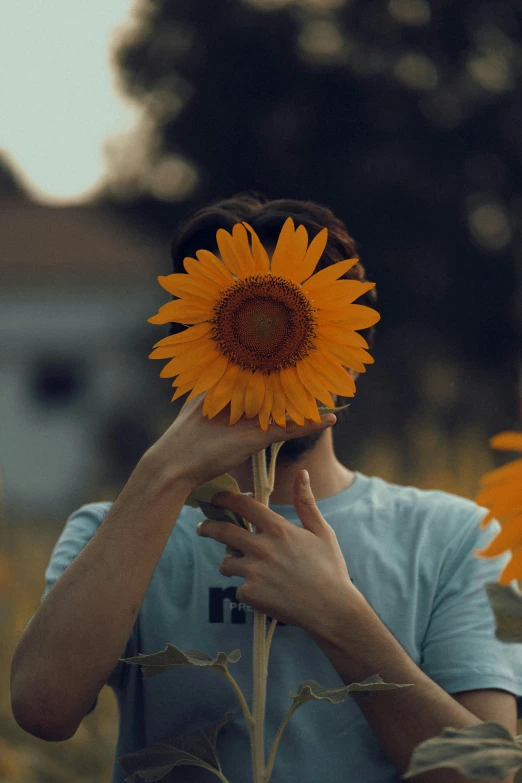 woman covering her face with a sunflower in the field