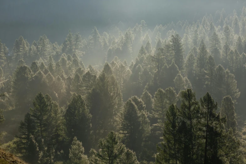 the view from a forest looking down at the trees