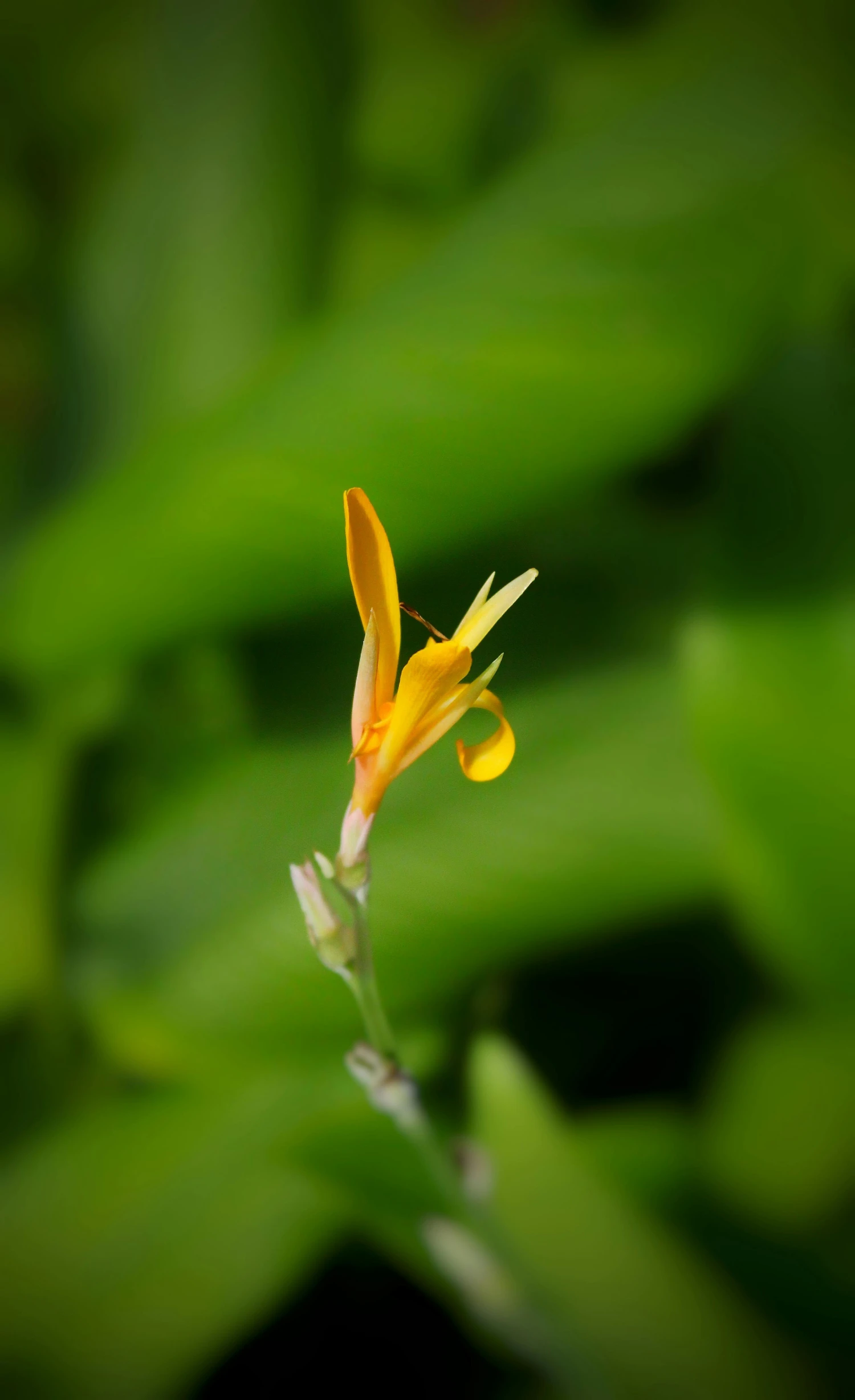 the yellow flower is sticking out of the tall stalk