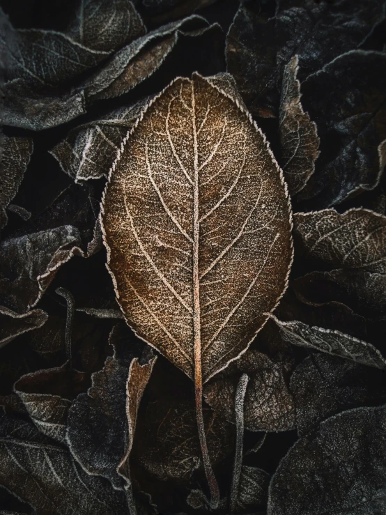 a leaf is laying on the surface of a cloth