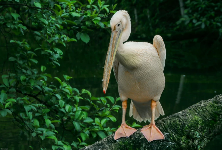 a white bird perched on the trunk of a tree