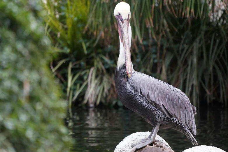 a large bird sitting on top of a rock in the water