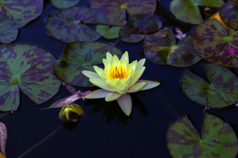 this is the top of a yellow waterlily with lily pads