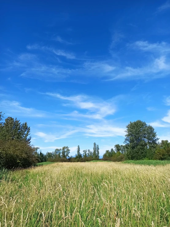 an empty pasture is shown with blue sky above
