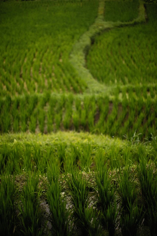 a view of a grassy field from behind a fence