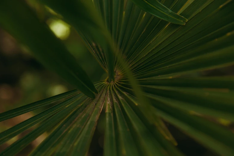 a plant leaf that is very large and round