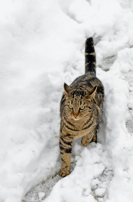 a tiger cat in the snow on a winter day