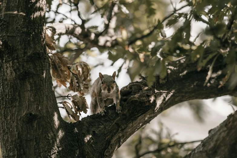 an adorable little cat sitting on top of a tree nch