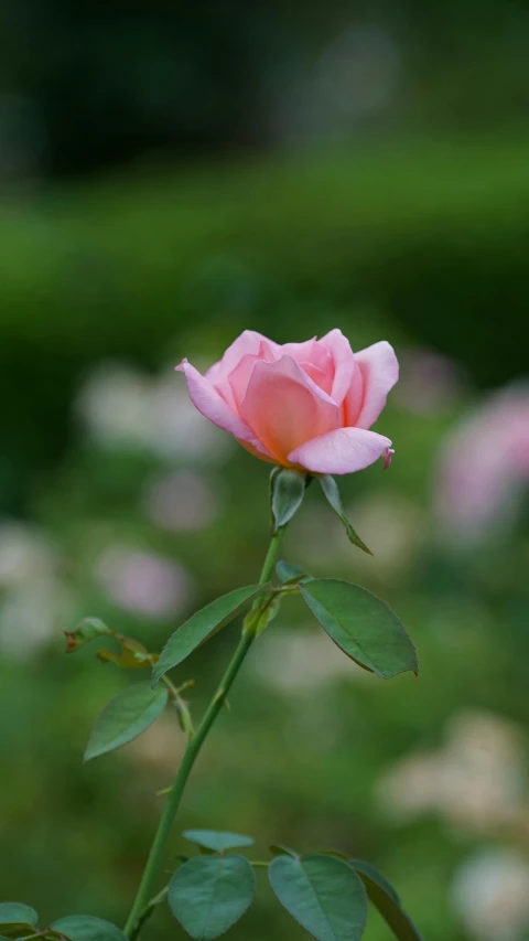 a single pink rose sitting on a green plant