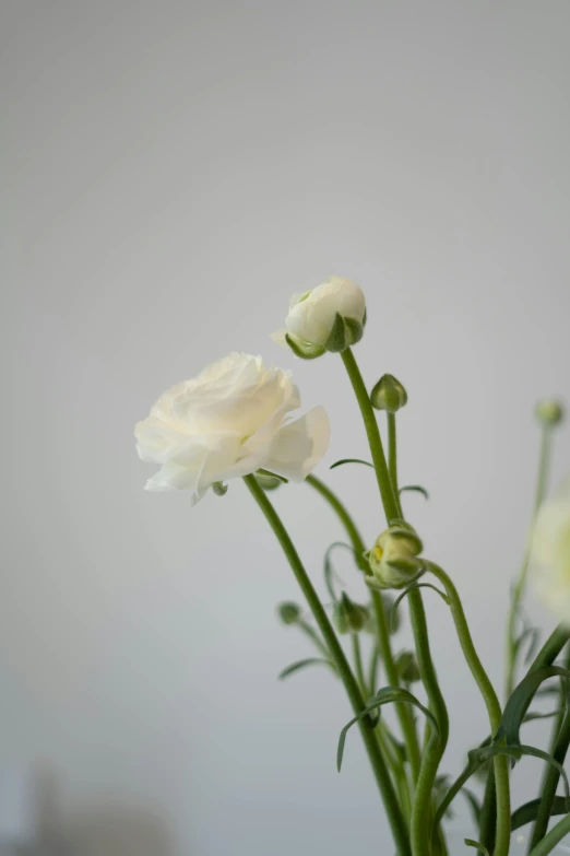 white flowers sitting in a vase of green stems