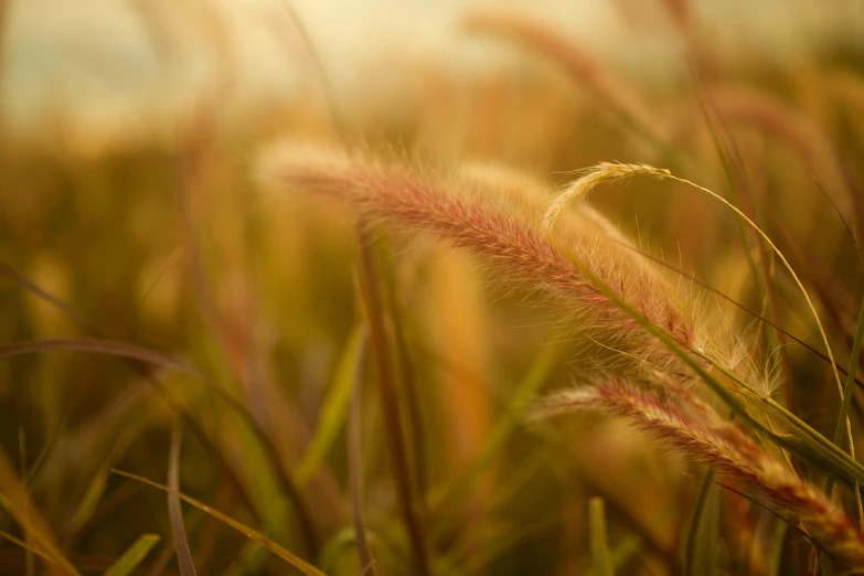 a pograph of some very pretty grass