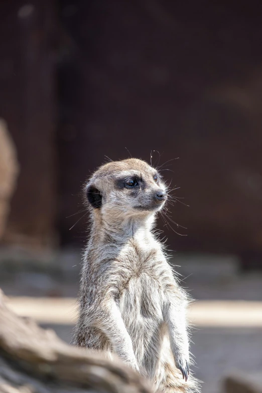 a meerkat that is standing up with its eyes wide open