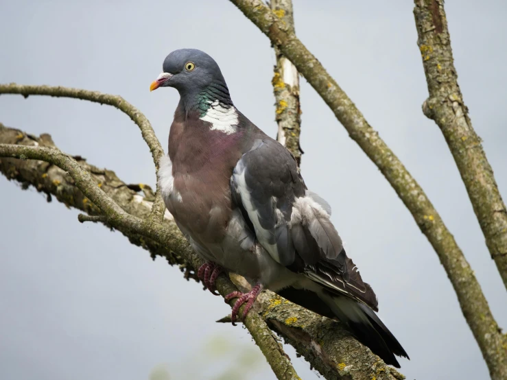 a large bird sitting on top of a tree nch