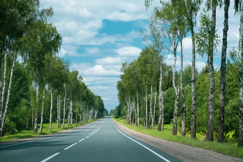 trees lining a country road with a blue sky