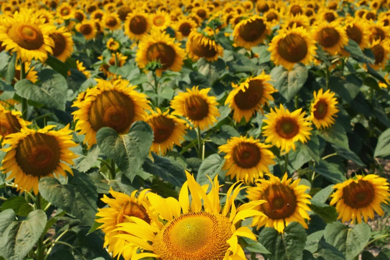 the sunflowers are blooming with their large petals