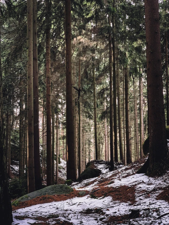 a lone bird flying through the woods covered with snow