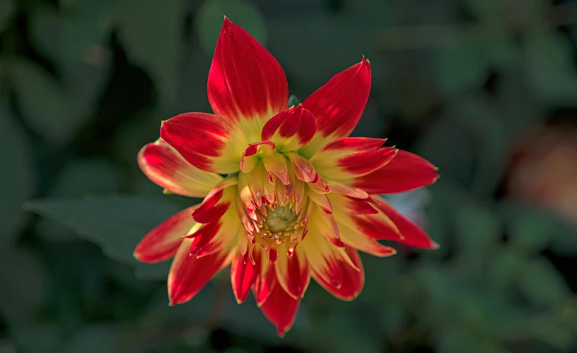 a bright red and yellow flower is on display