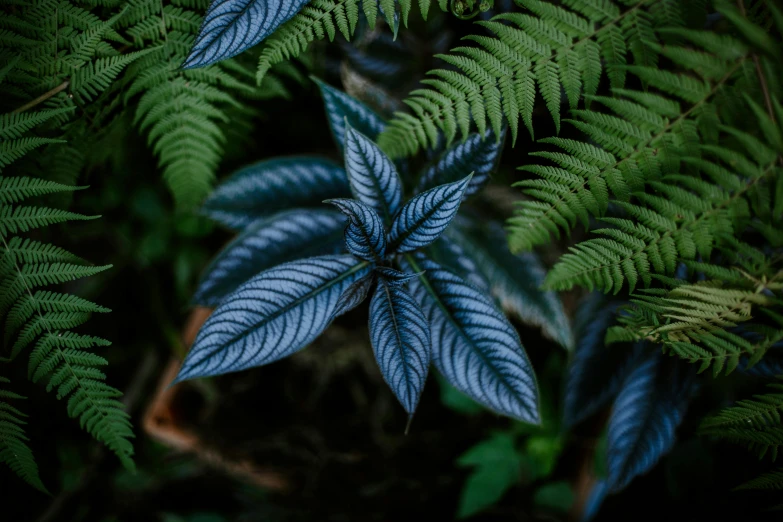 blue and green leaves with one leaf almost gone