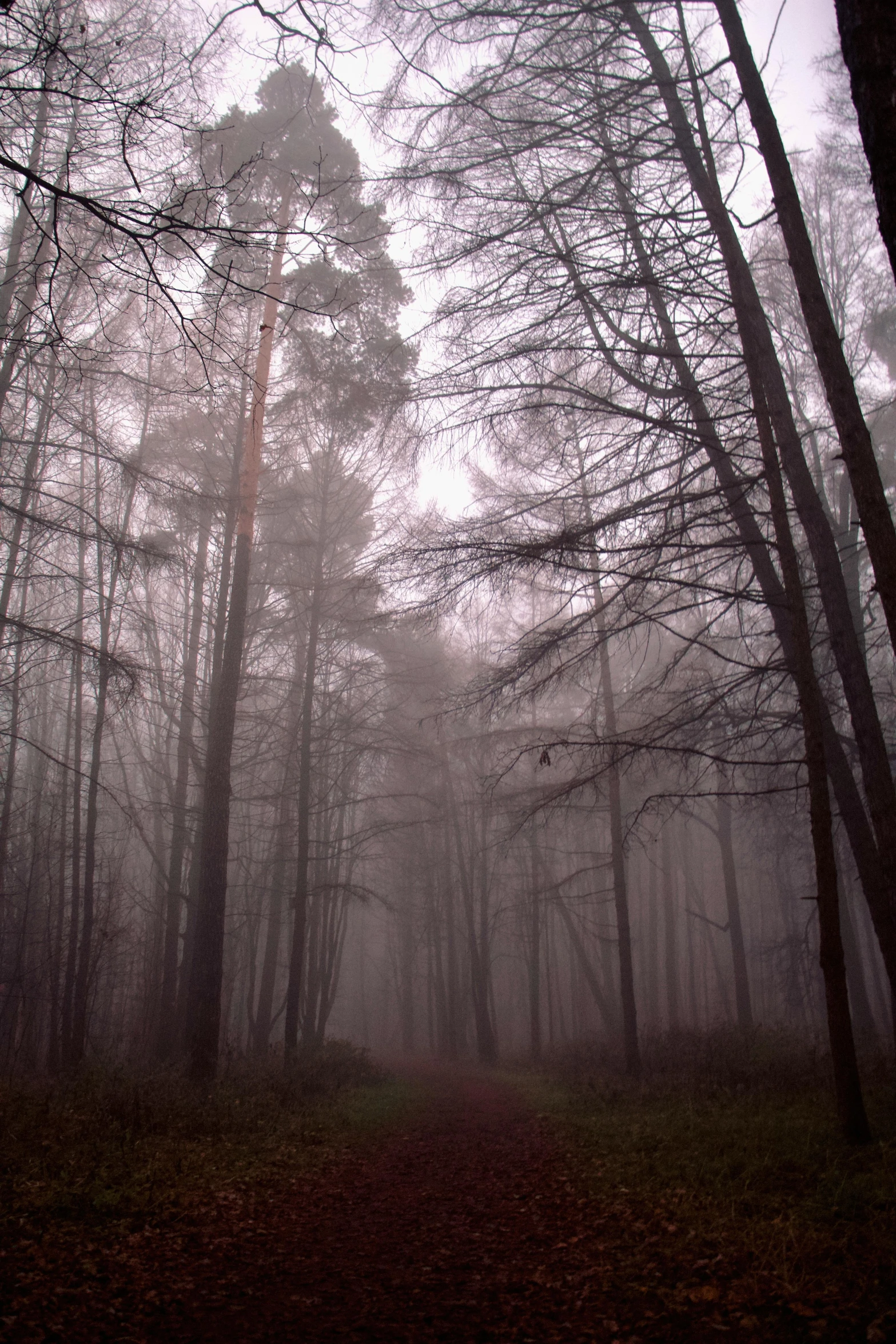 a foggy path with lots of trees in the background