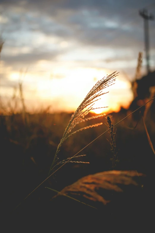 a field of grass in the sunlight during dusk