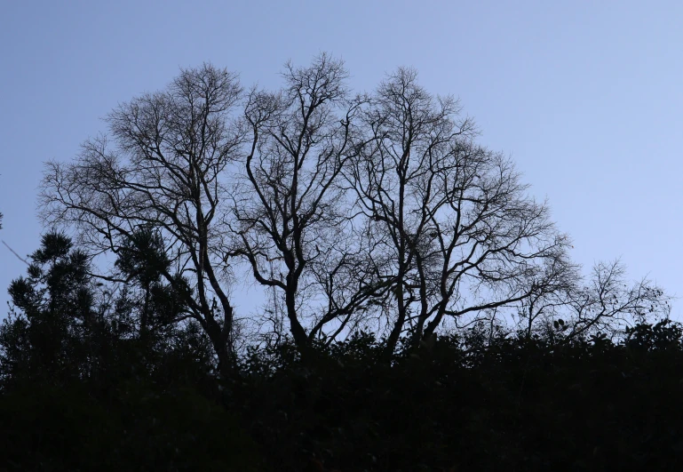 there are a few trees that have no leaves on them