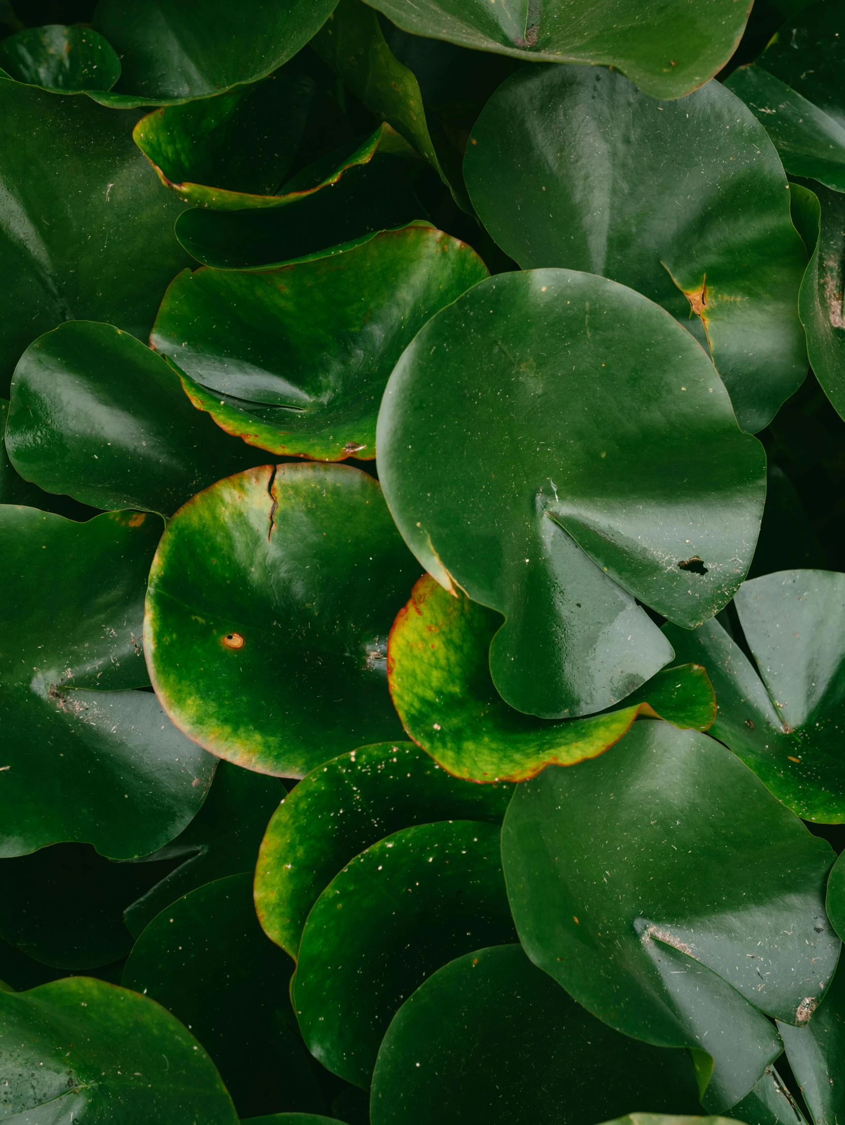 green leaves and yellow water lillies all over a pond