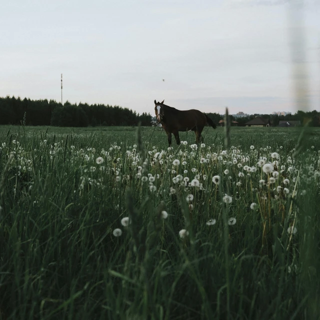 a horse stands in the middle of a field of grass and flowers