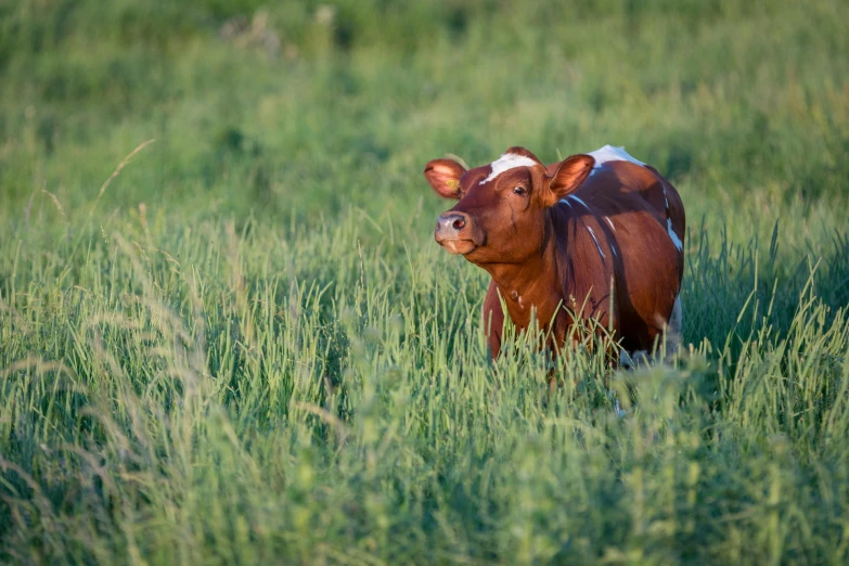 a calf standing in tall grass on a sunny day
