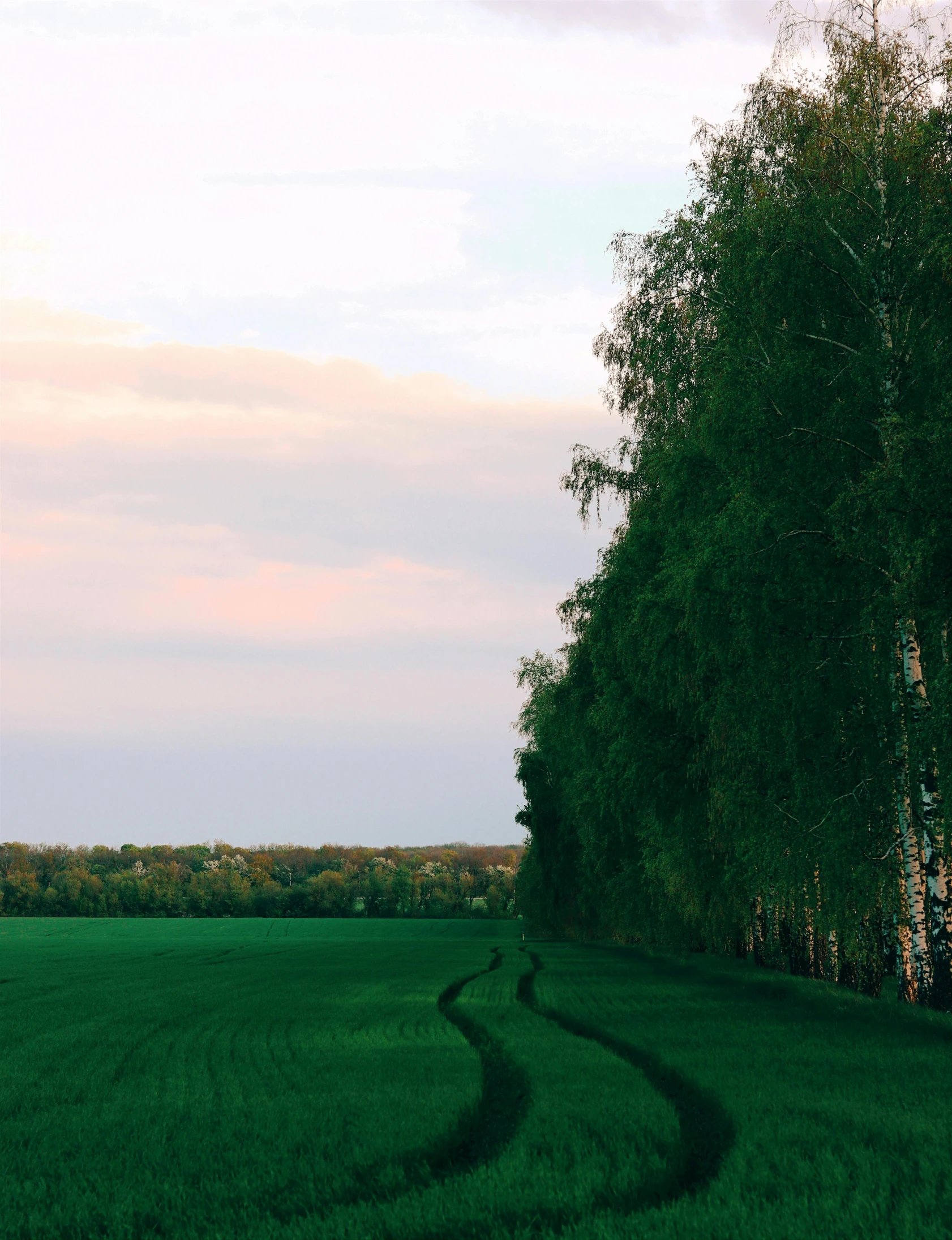 two trees stand behind one another in a grassy area