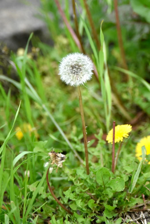 small dandelion in grass with other flowers