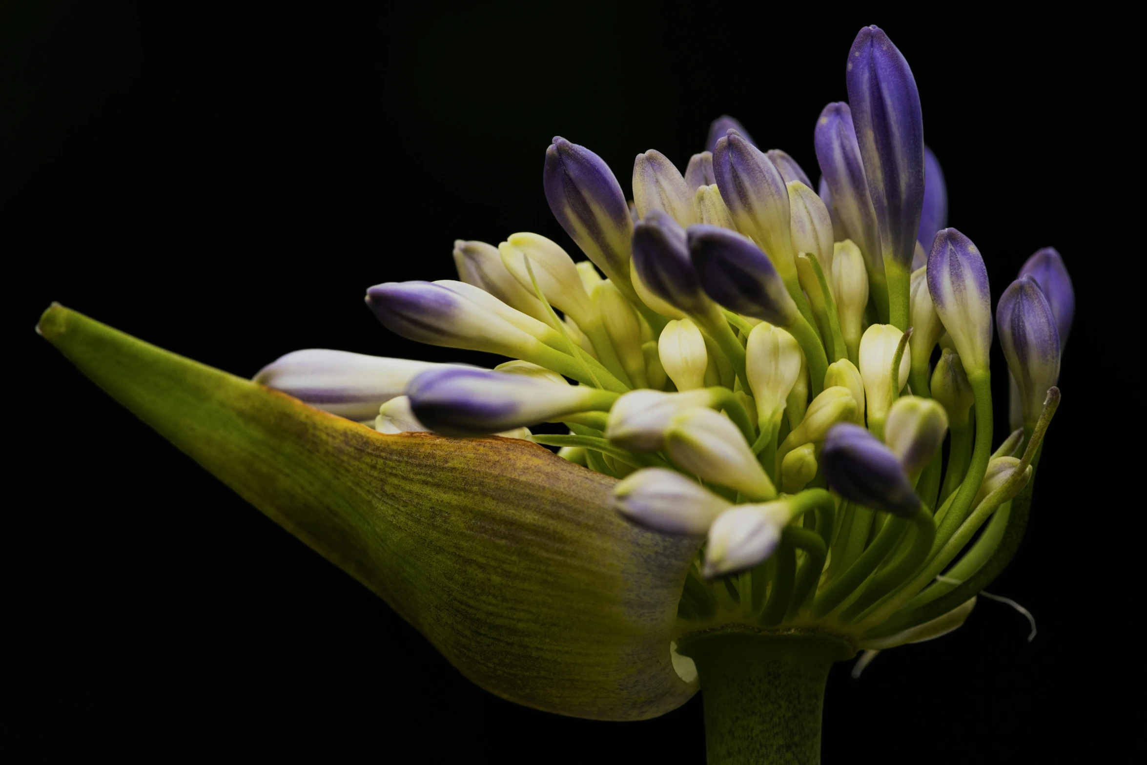 a blue and white flower with purple tips
