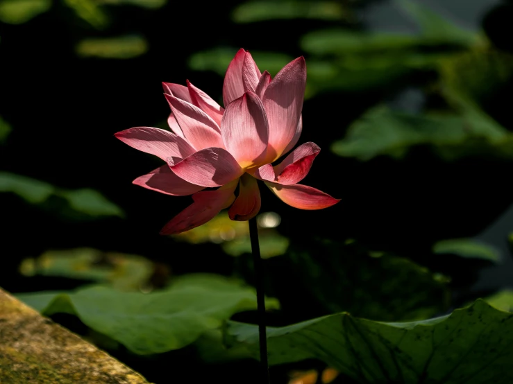 a large red flower sitting in a lush green field