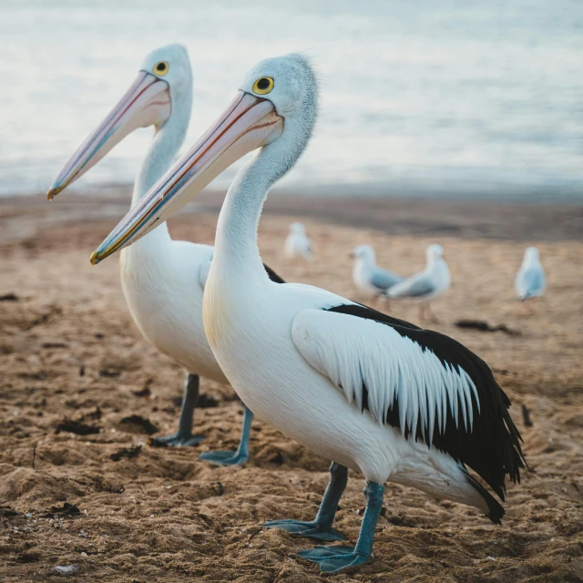 two pelicans walk along a sandy beach