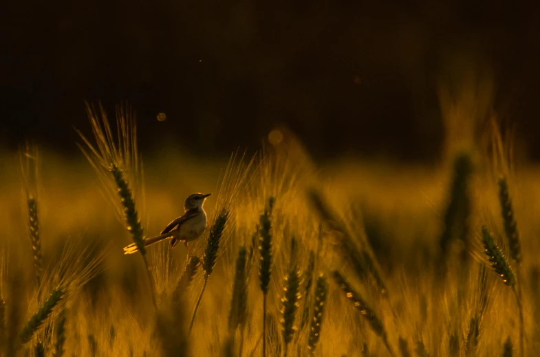 a bird perched on a stem in an open field of wheat