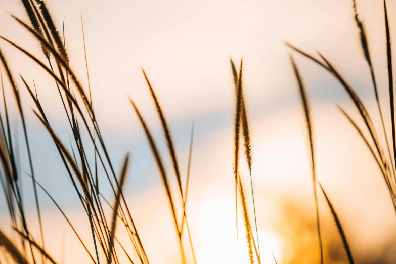 the sun is shining through the tall grass