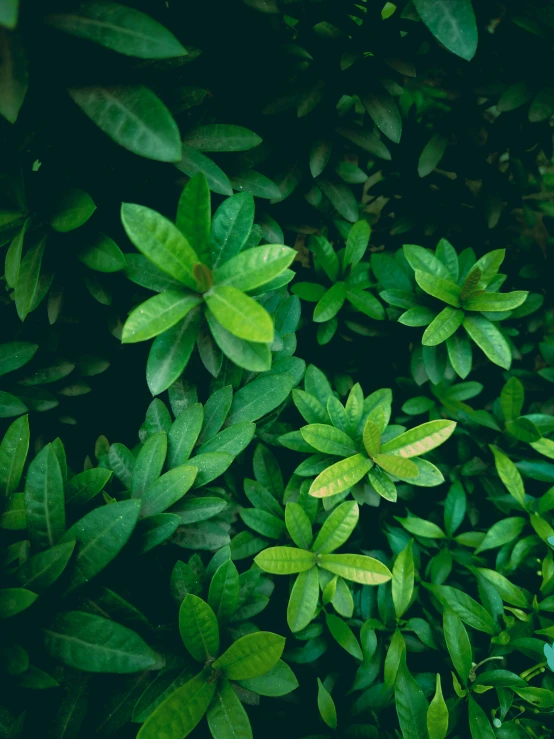 a close up s of plants growing together