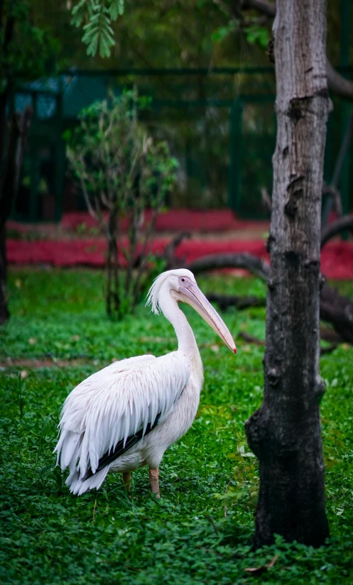 a bird with feathers standing in the grass