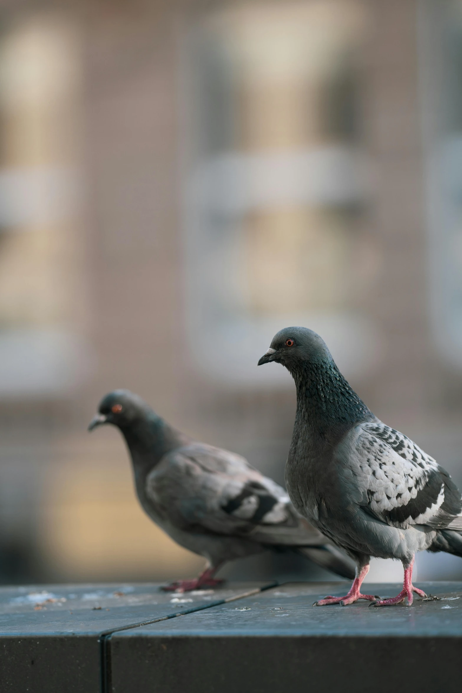 two pigeons perched on top of the edge of a deck