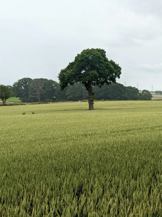 a green field with two trees on each of it