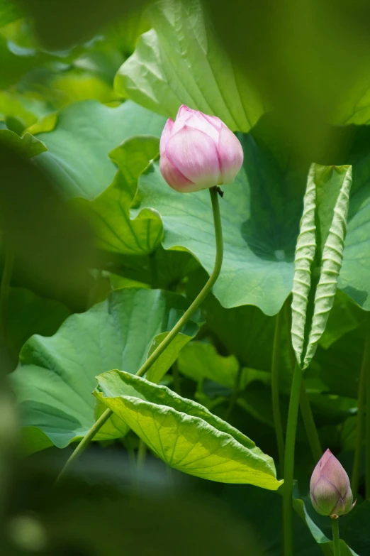 a pink flower that is in the middle of leaves