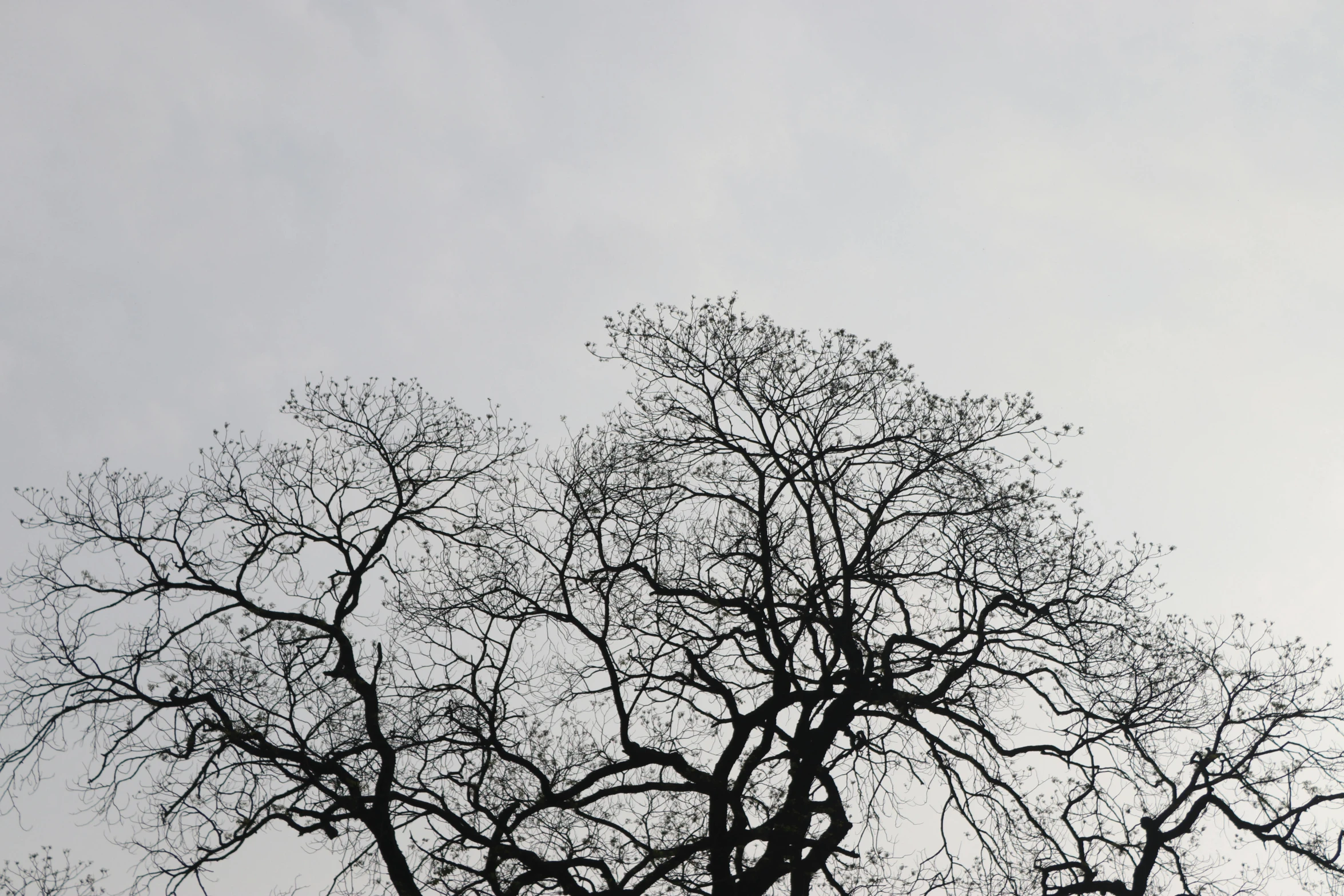 silhouette of tree with no leaves in foreground
