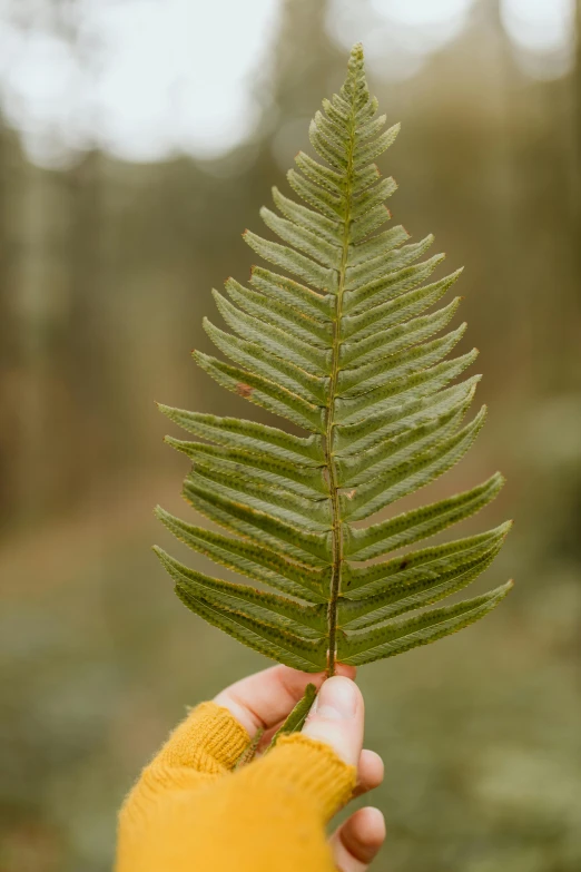 someone is holding up an evergreen leaf