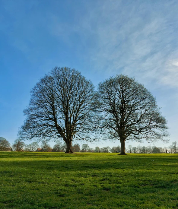 three trees are standing in the middle of a grassy field